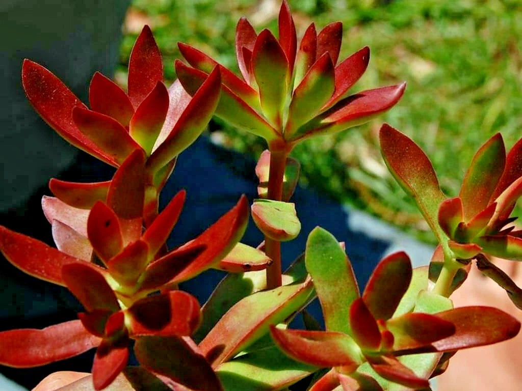 Crassula Platiphylla Burgundy Succulent Cuttings - 2" Unrooted Plant Propagation Pack
