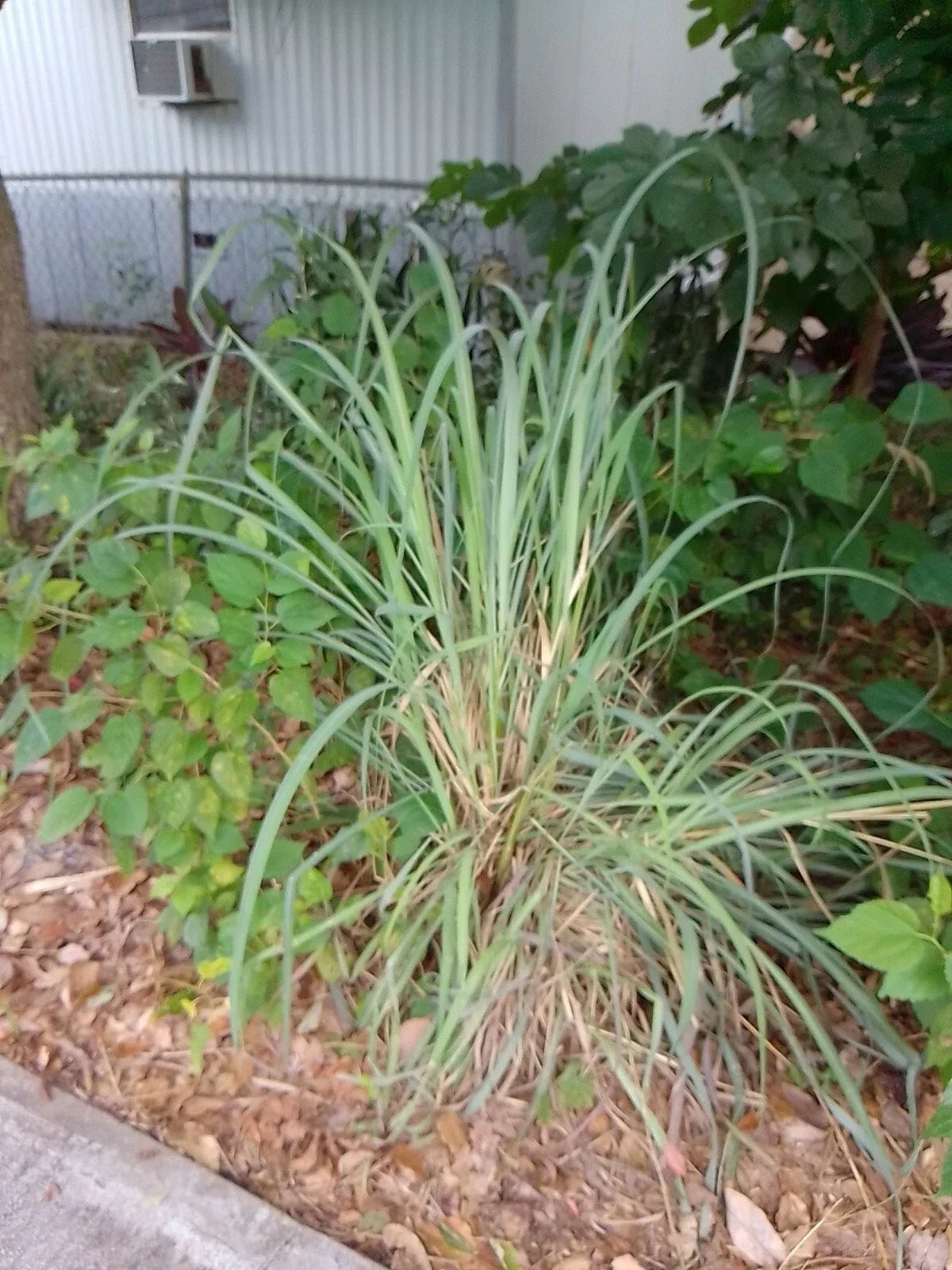 Live Lemongrass Stalks - Cymbopogon citratus Herb Plants for Tea & Cooking, Bug Resistant