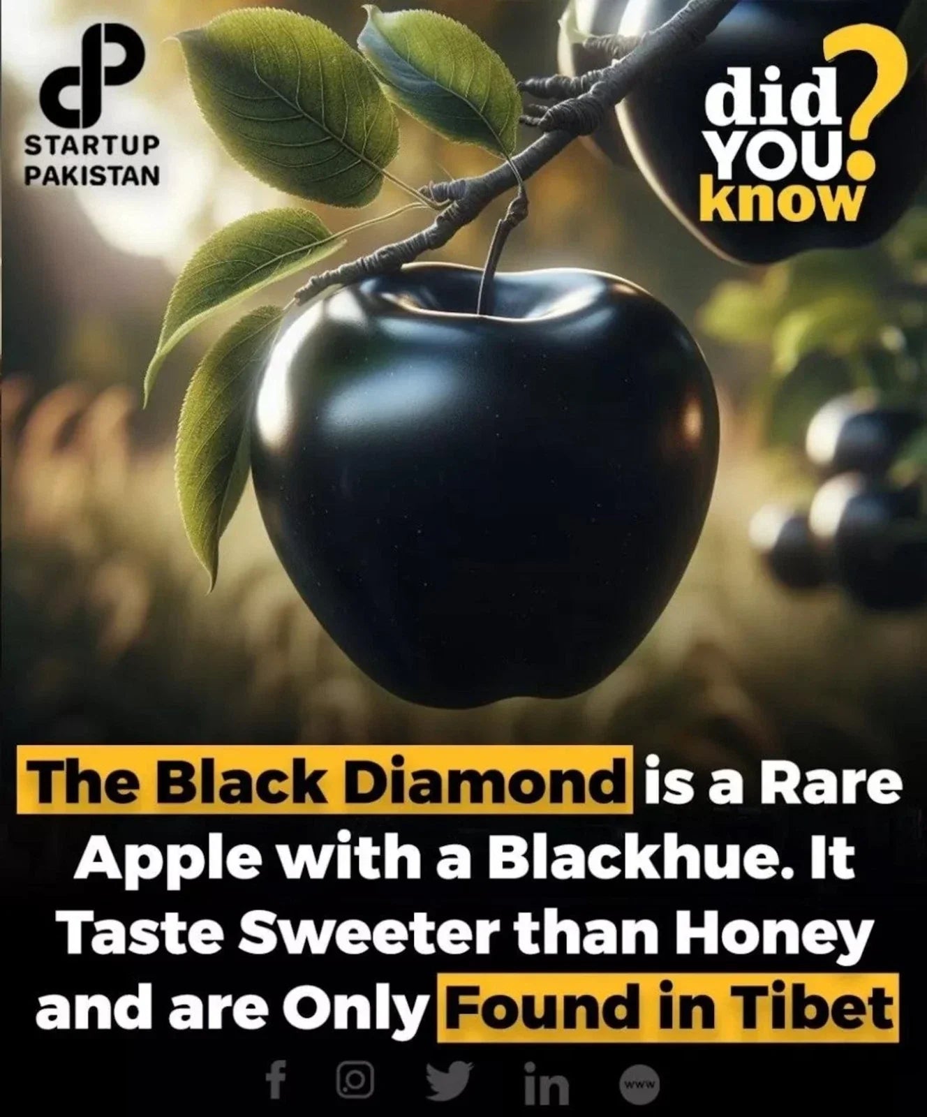 Black Diamond Apple Cutting for Rooting or Grafting - Malus domestica - Rare Dark Purple-Black Skin