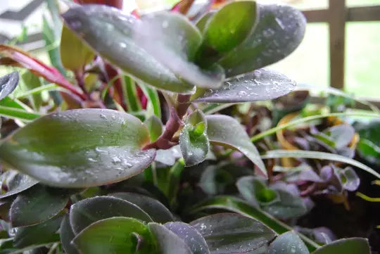 Color Changing Wandering Jewel Plant Setcreasea Pallida, Indoor Houseplant, Fuzzy Purple Foliage, Easy Care, Ground Cover