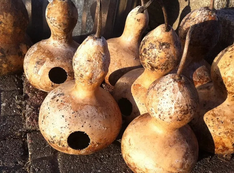 Heirloom Martin Birdhouse Gourd Seeds – Non-GMO, Pack of 50, Lagenaria siceraria, Attract Purple Martins, Garden Climbing Vine