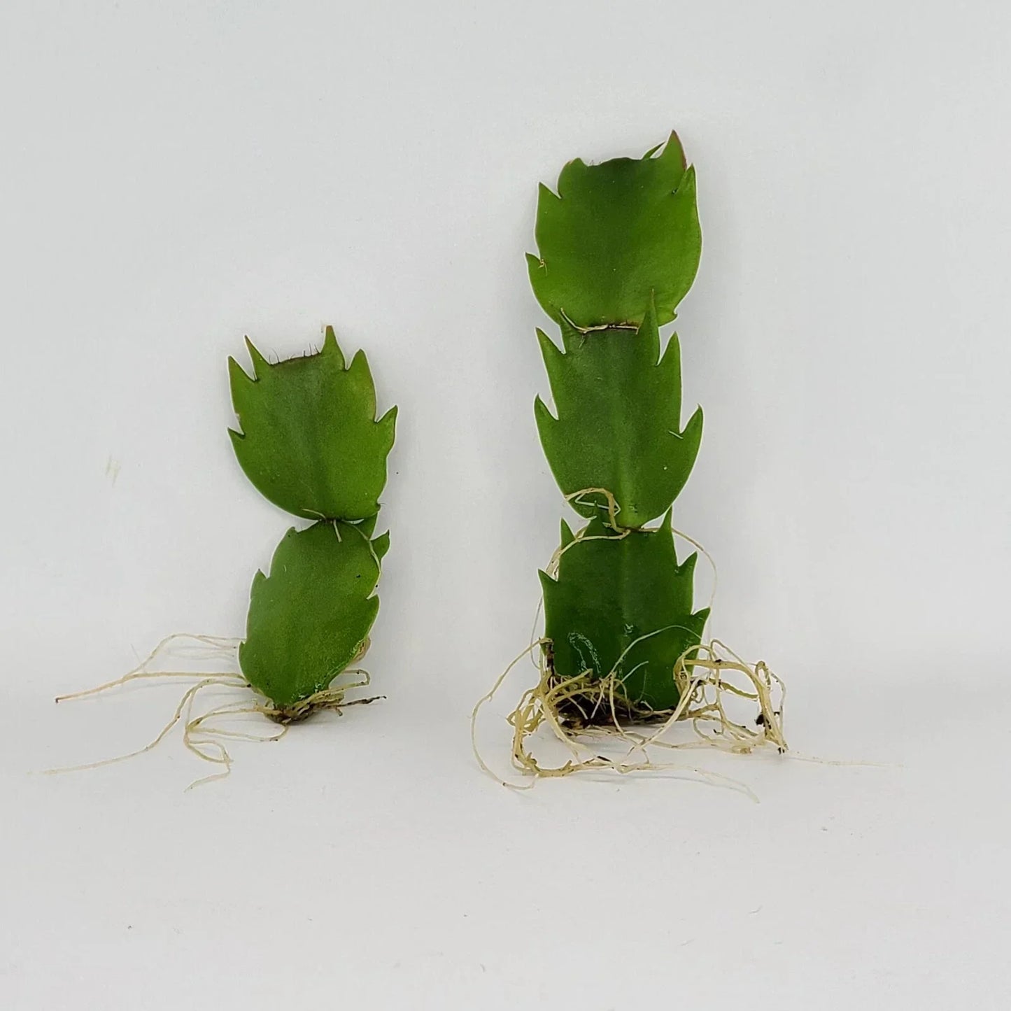 Thanksgiving Cactus Plant - Rooted Schlumbergera Truncata Indoor Houseplant