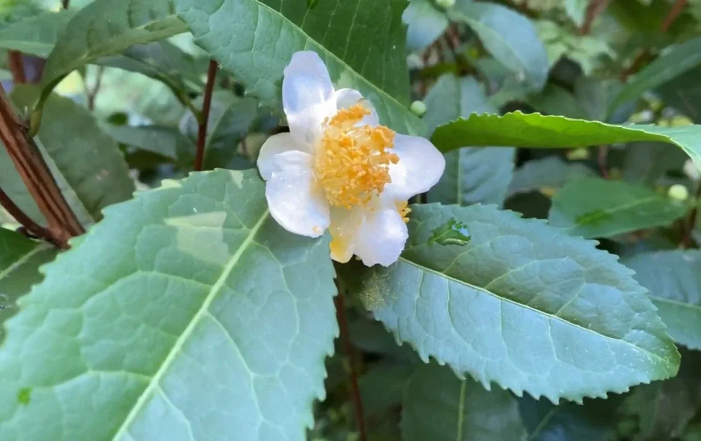 Camellia Sinensis Tea Plant Cuttings - 6 Fresh Cold Hardy Russian Sochi Variety for Zone 6b