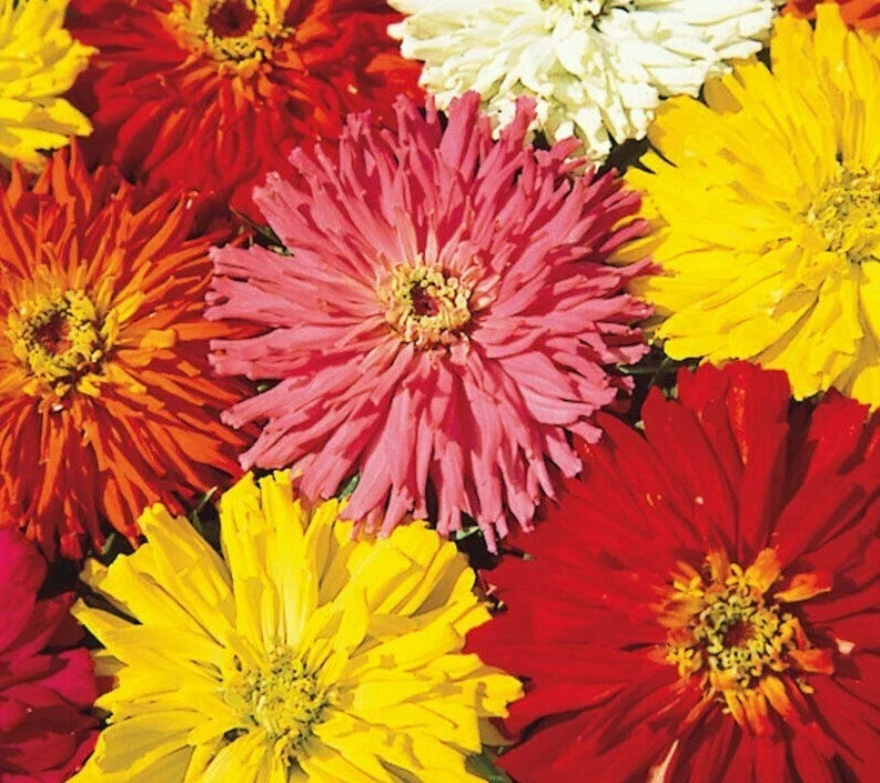 Zinnia Seeds Cactus Flowered Mix - 100+ Colors, Annual Flower, Attracts Bees, Easy to Grow, Zinnia elegans Seed Packet