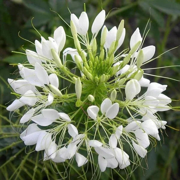 White Queen Cleome Seeds - Non-GMO Flower Seeds, Cleome hassleriana, Annual Garden Planting Supplies, White Flowers, Pollinator Attractant