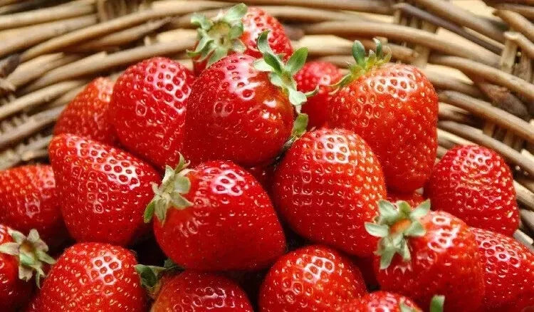 Sweet Strawberry Seeds - 150 Count, Fragaria × ananassa, Organic Edible Garden, Compact Growth, Full Sun, Home & Container Gardening