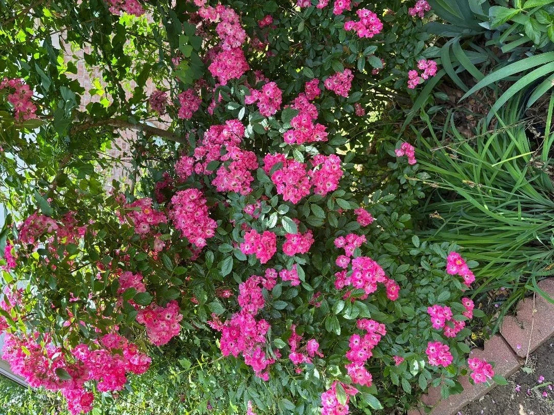 Rosa Red Riding Hood Hedge Rose Cuttings - 3 Pieces, 6-8 Inches, Vibrant Red Blooms, Garden, Landscape, Ornamental, Hardy, Rosa 'Red Riding Hood'