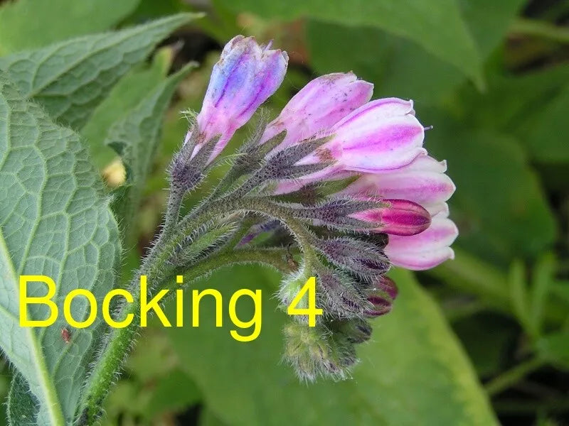 Russian Comfrey Live Root Cuttings - 10 Unroot Cuttings Bocking 4 Cultivar