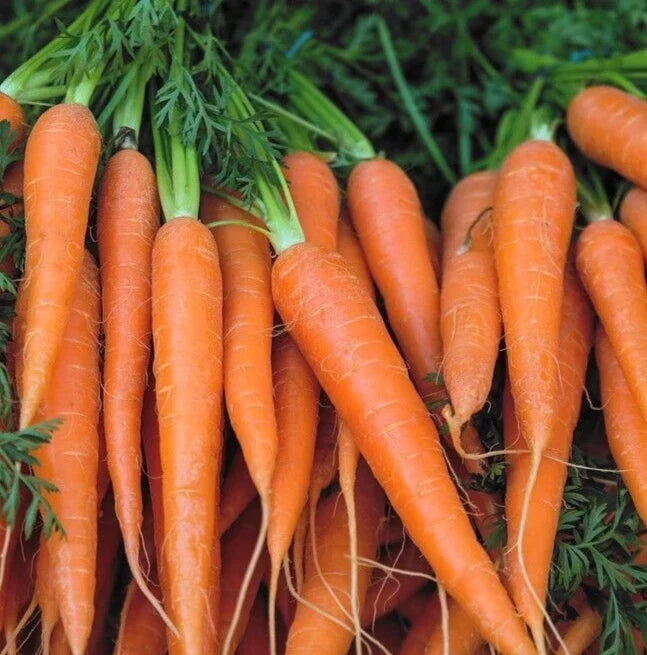 Danvers Carrot Seeds 1000+ Non-GMO Heirloom Vegetable Seeds for Home Garden, Sweet Rooted Daucus carota