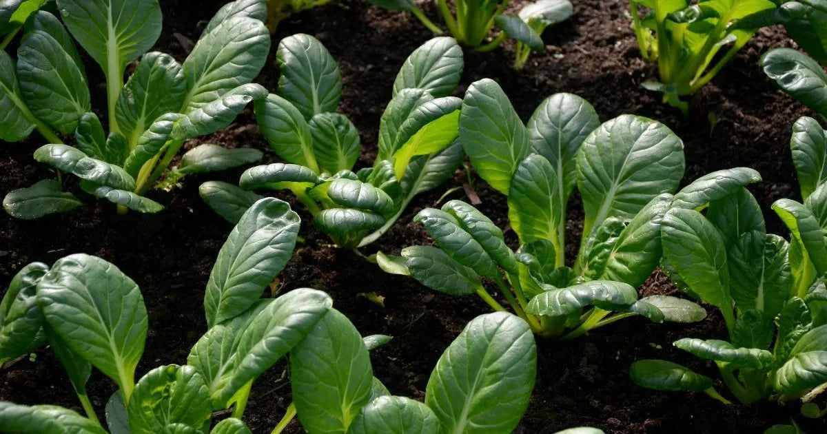 Tatsoi Chinese Cabbage Seeds - NON-GMO, Stir Fry Variety, Brassica rapa var. rosularis, Compact Rosette-Forming, Full Sun