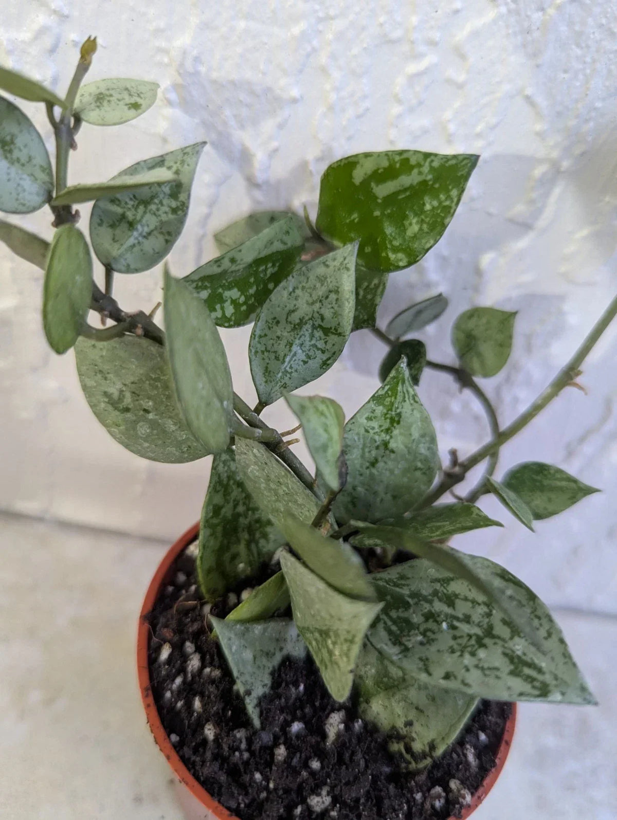 Hoya Lacunosa 'Krohniama Silver' Live Wax Houseplant in 3-Inch Pot, Indoor Air Purifying Plant, Trailing Vine