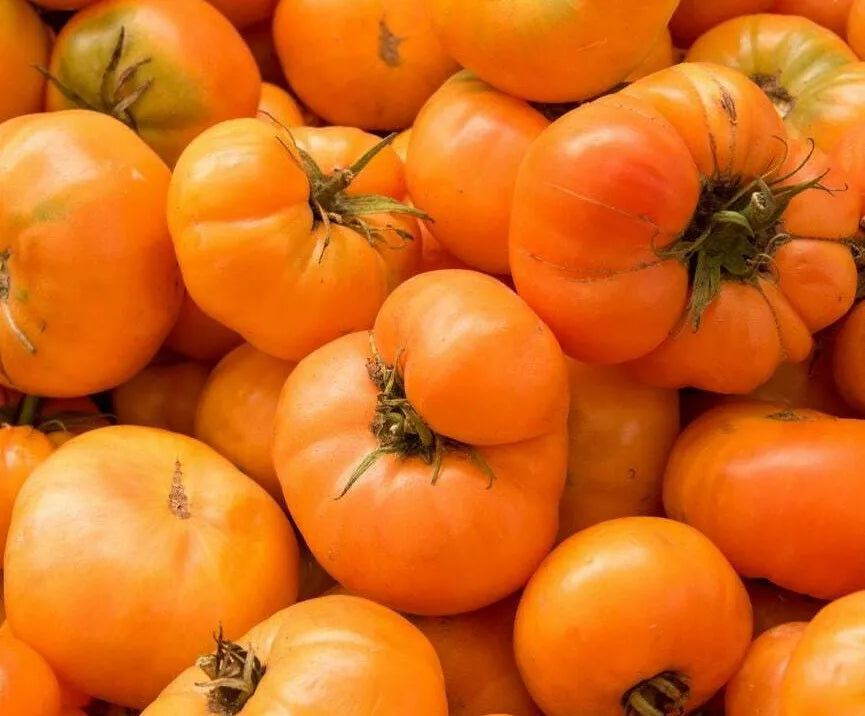 Amana Orange Tomato Seeds - 100+ Indeterminate Solanum lycopersicum Garden Vegetables for Home Growing