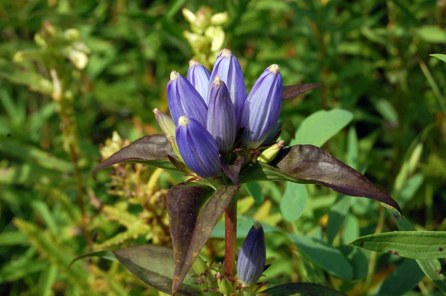 Bottle Gentian Seeds - 570 Pack, Vibrant Blue Perennial, Gentiana andrewsii, Easy to Grow, Pollinator Attracting, Free Shipping 15+