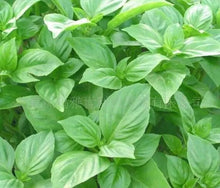 Organic Basil Seeds - Big Leaf Green Variety - 50 Pack - Ocimum basilicum