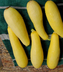 Prolific Straightneck Summer Squash Seeds - Yellow Zucchini Bush Squash - 20+ Seeds - Cucurbita pepo