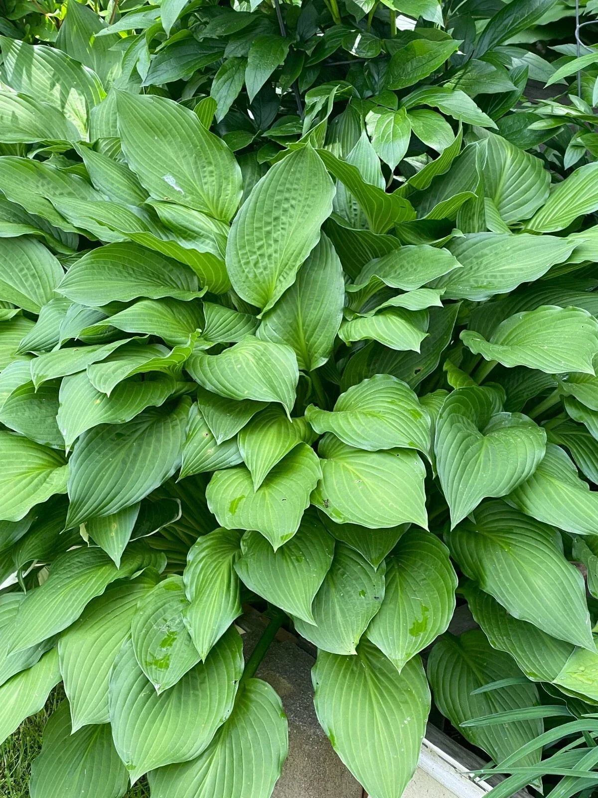 Green Hosta Sieboldiana Live Plants Set of 4 Bare Roots Perennial Shade Lover