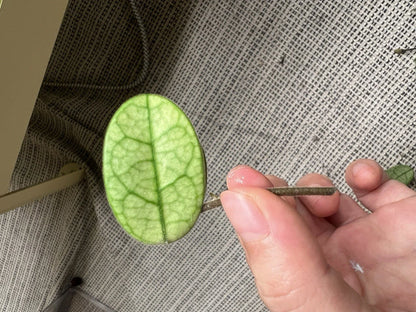 Hoya Cutting - Lyi Noid - Rare Houseplant Cutting - Hoya spp.
