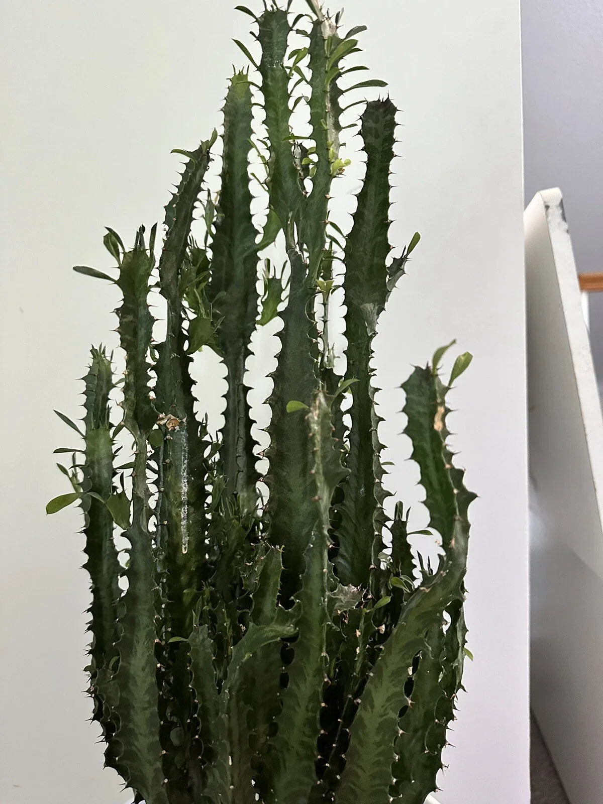 African Milk Tree Cutting, Succulent, Trigona Green, Euphorbia trigona, Indoor Plant, Easy Care, Decorative Succulent Cutting
