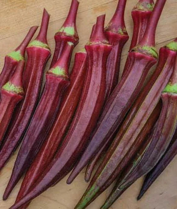 Okra Seeds Red Burgundy AAS Winner - Edible Flowers & Pods, 55 Seeds, Abelmoschus esculentus, Vibrant Red Stems & 6-8" Pods