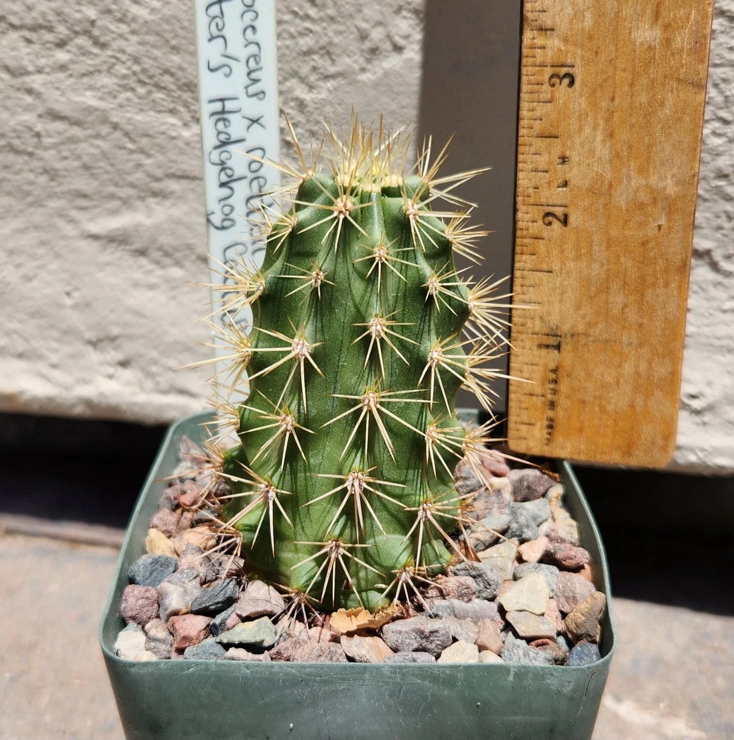 Echinocereus X Roetteri Live Rooted Plant | Roetter's Hedgehog Cactus | Desert Succulent for Garden & Container