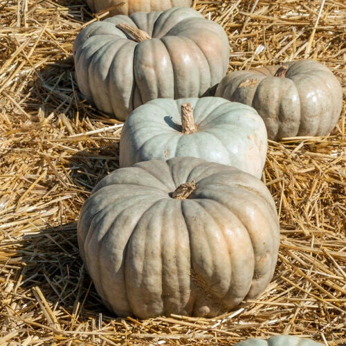 Jarrahdale Pumpkin Seeds - 25+ Pack - Heirloom Cucurbita maxima - USA Grown