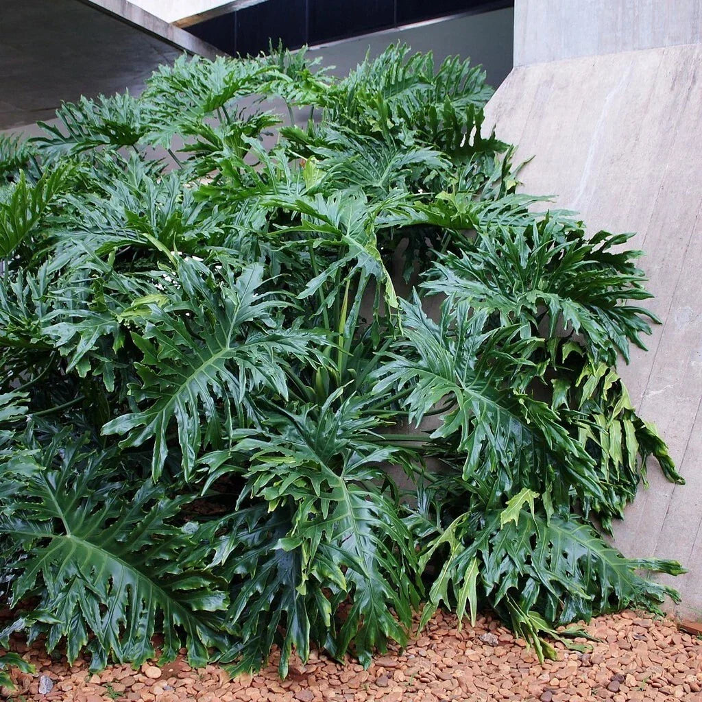 Lacy Tree Philodendron Seeds - 15 Split Leaf Selloum - Indoor Houseplant - Philodendron bipinnatifidum Seeds