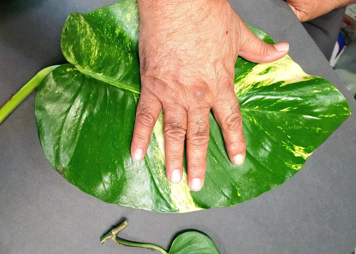 Hawaiian Pothos Cuttings Set with 2 Large Leaves & 5 Rooted Cuttings, Epipremnum aureum, Indoor Green Foliage Plant