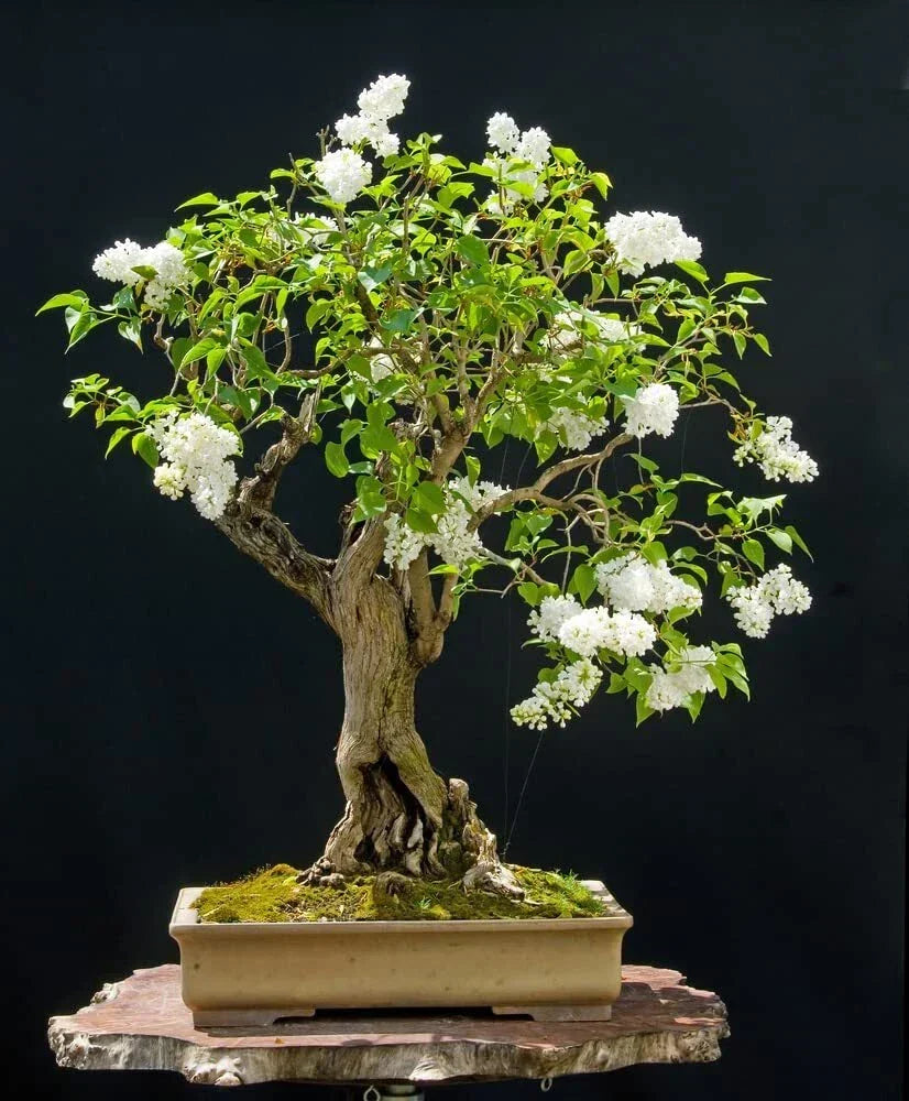 Japanese White Lilac Bonsai Seeds - 30 Seeds - Syringa reticulata