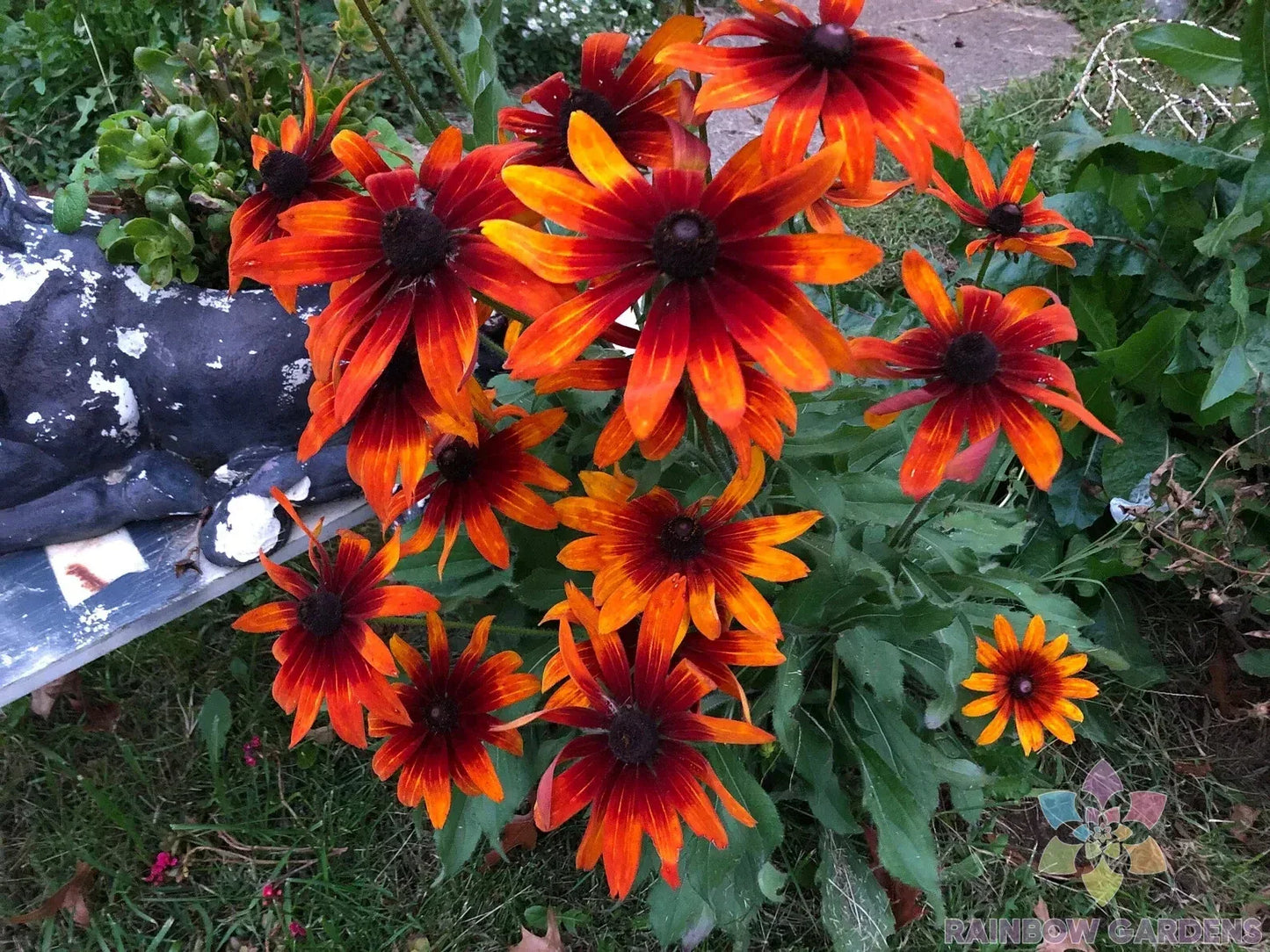 Gypsy Chycks Rudbeckia Seeds - 200+ Black-eyed Susan Seeds for Garden Planting - Rudbeckia hirta USA