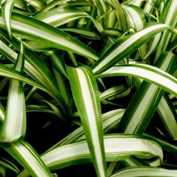 Variegated Spider Plant Set of 2 Plugs – Chlorophytum Comosum Live Starter Plants for Indoor Decor and Air Purification
