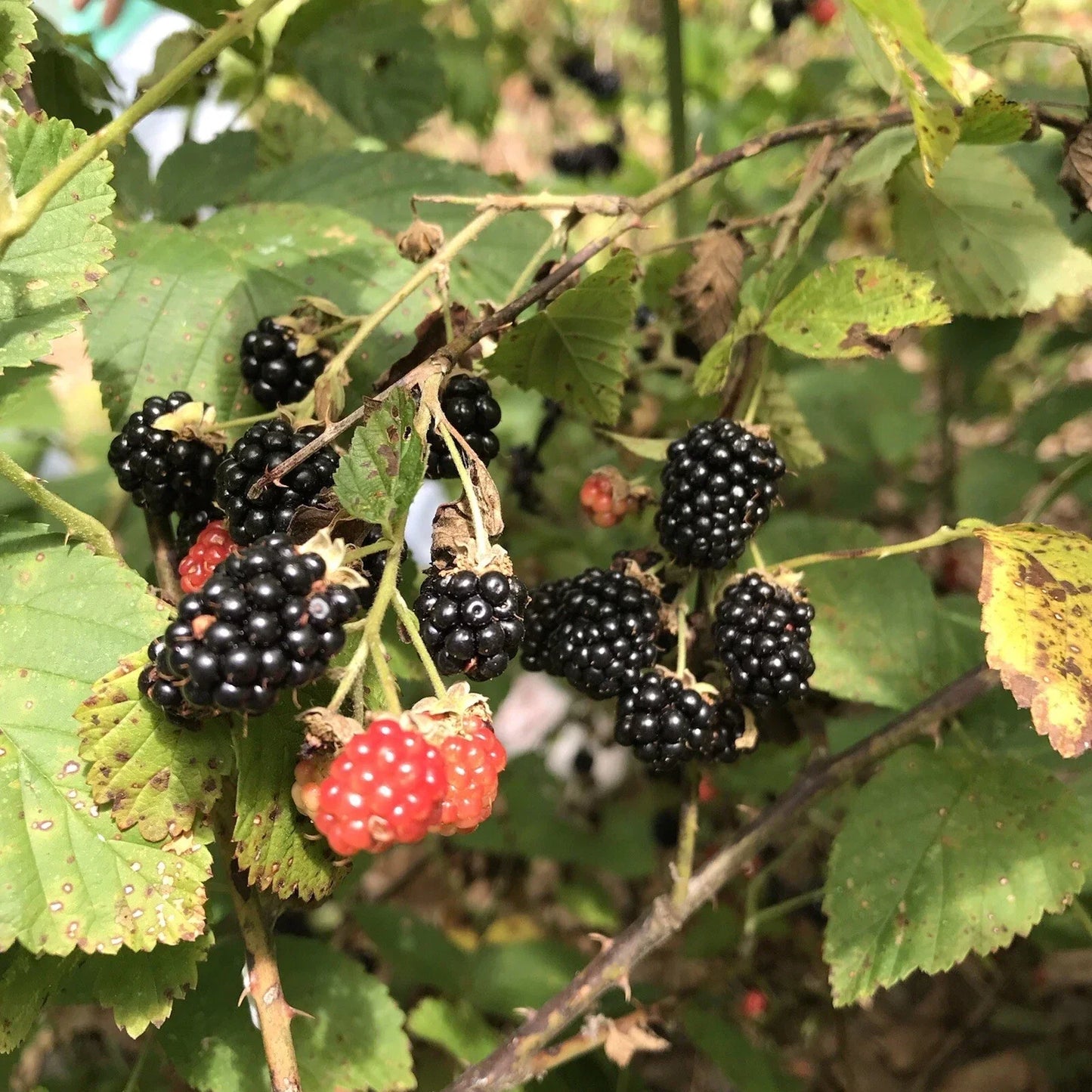 Southern Wild Blackberry Bush Starter Plants – 5 Bare Root Edible Fruit Plants Rubus fruticosus for Home Garden