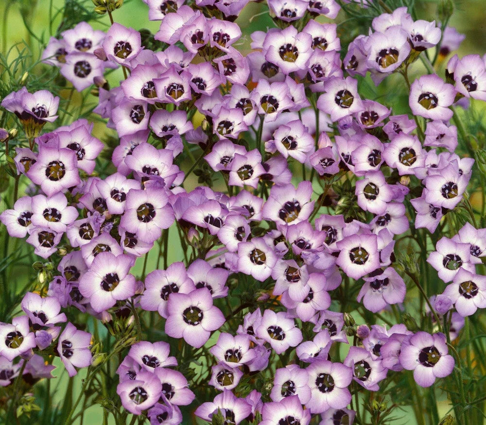 Bird's Eyes Gilia Seeds 500+ Tricolor Annual Flower for Pollinators - Gilia tricolor, Attracts Hummingbirds, Easy to Grow