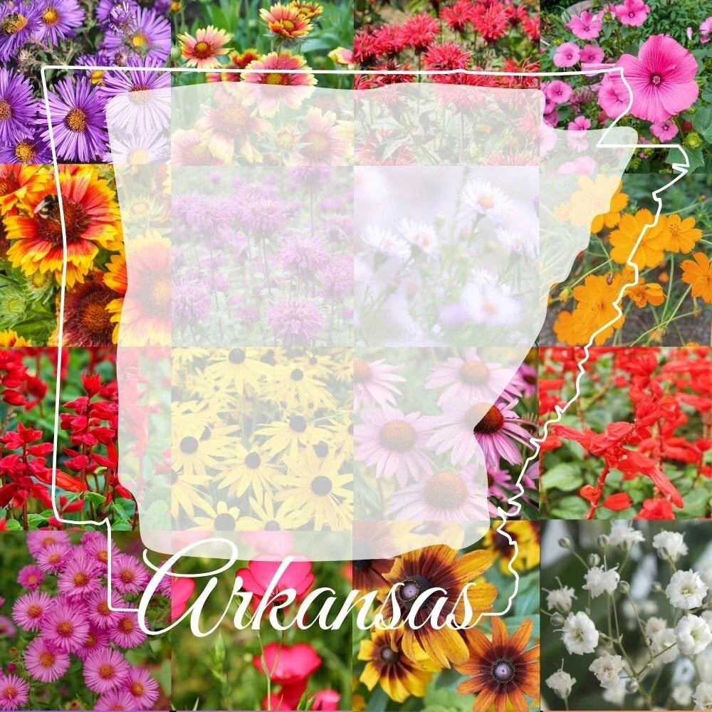 Bulk Wildflower Seed Mix 1/4LB Arkansas Variety for Colorful Blooms, Attract Pollinators, Covers 2000 sq ft