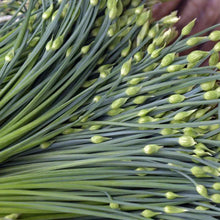 Chinese Garlic Chives Seeds - Dah Yeh Broad Leaf Jiuchai - Allium tuberosum - Ideal for 2025 Planting