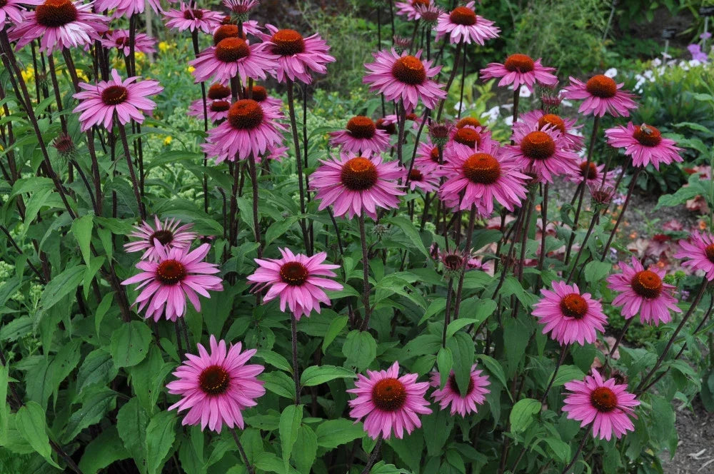 Purple Coneflower Seeds, Echinacea Purpurea, Butterfly and Hummingbird Attractant, Drought-Tolerant, Full Sun, Free Shipping