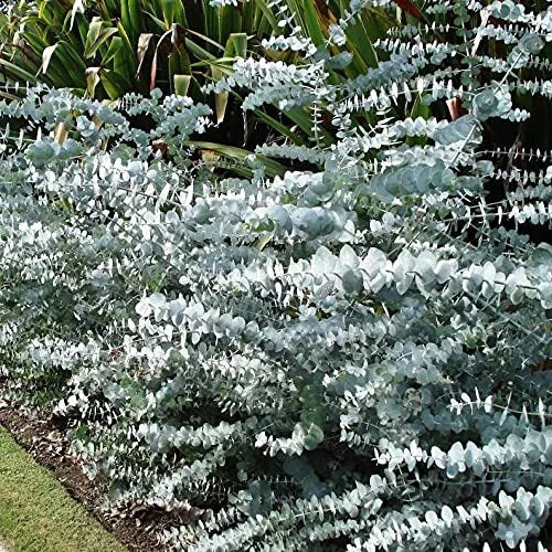 Baby Blue Seeds - 10 Pack - Silver Leaved Mountain Gum (Eucalyptus pulverulenta)