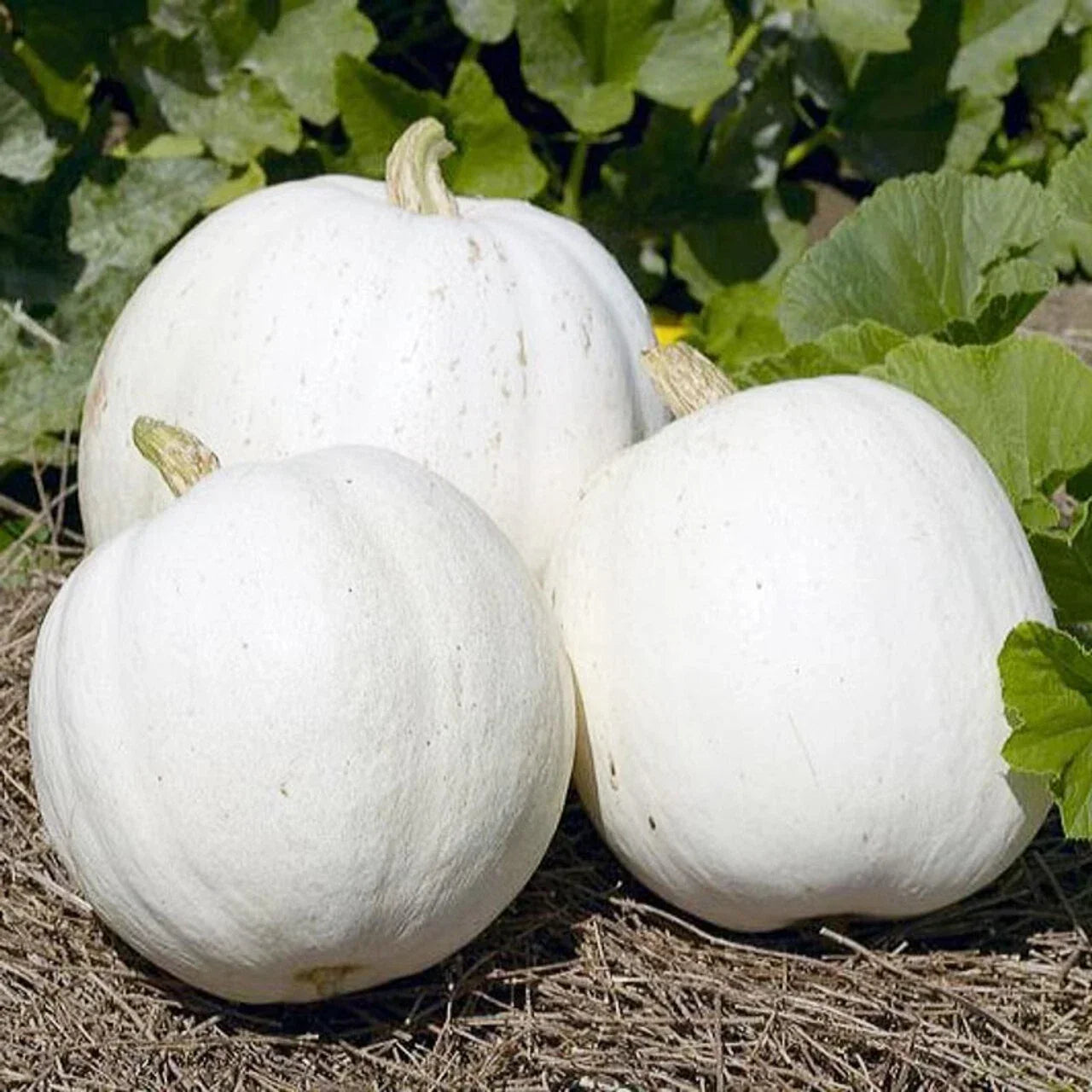 Casper Pumpkin Seeds 10 Pack White Cucurbita pepo Heirloom Vegetable Garden Seeds for Fall Decor & Cooking