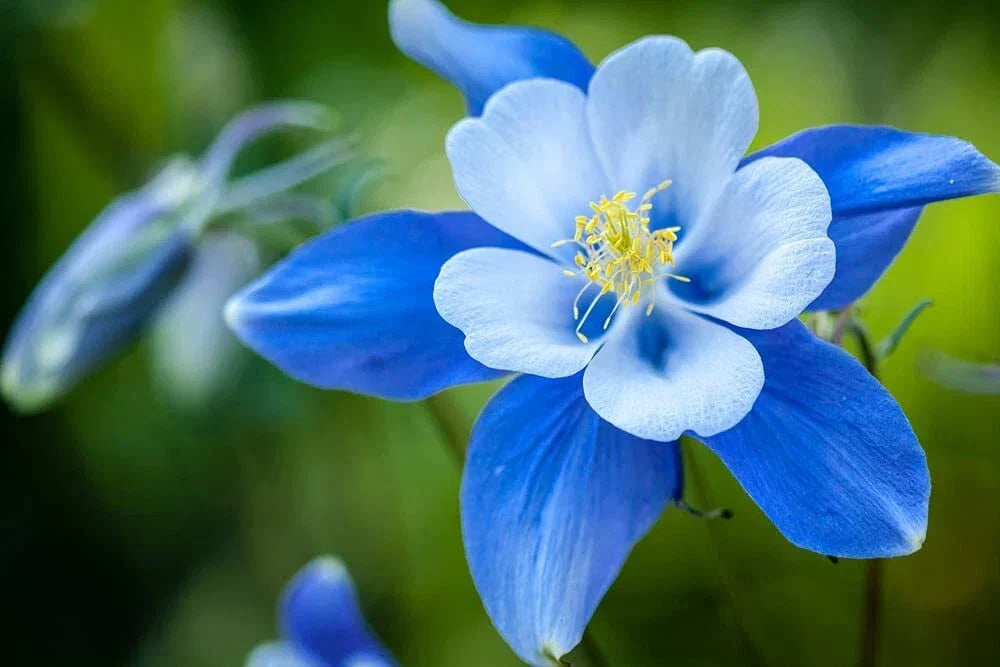 Blue Colorado Columbine Flower Seeds - 1,000+ Non-GMO Aquilegia coerulea Perennial Seeds