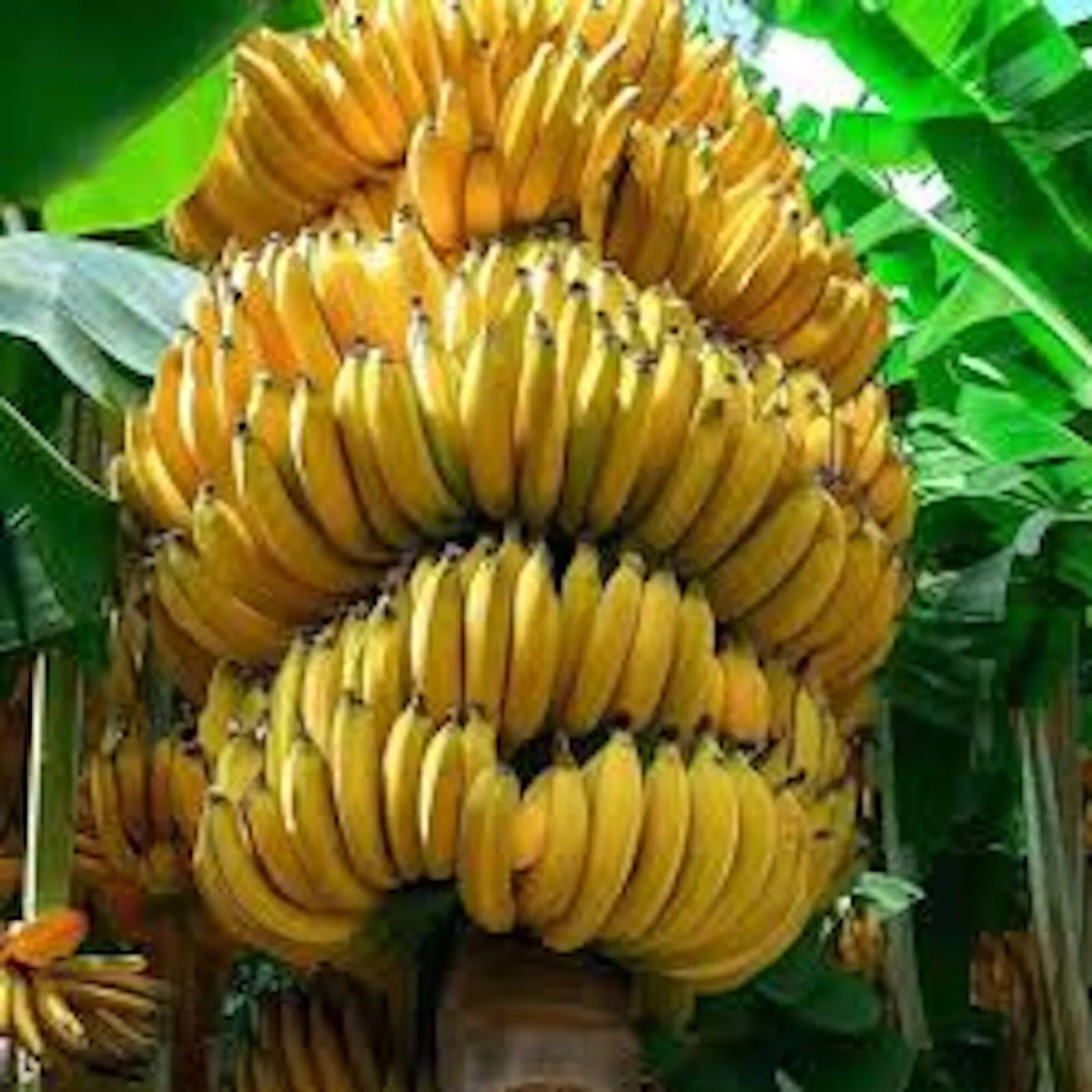 Banana Tree Starter Plant - Musa Gran Nain - Tropical Fruit Plant for Indoor & Outdoor Gardening