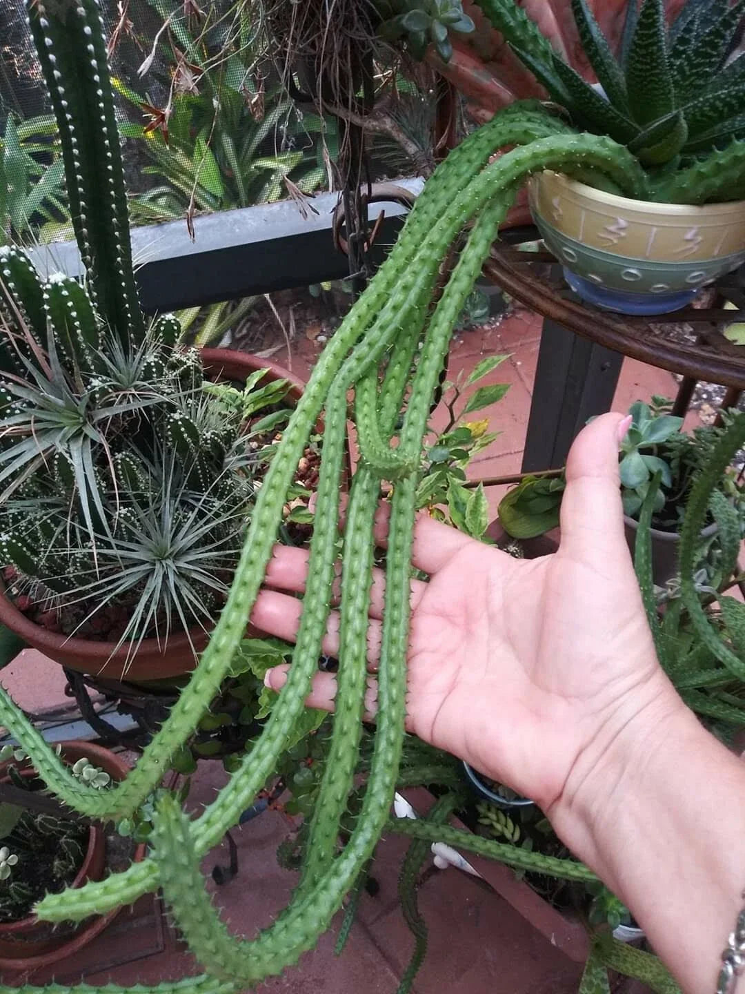 Red Dragon Stapelia Succulent - 3 Rooted Pieces - Stapelia gigantea - Drought-Tolerant Succulent for Indoor & Outdoor Gardens