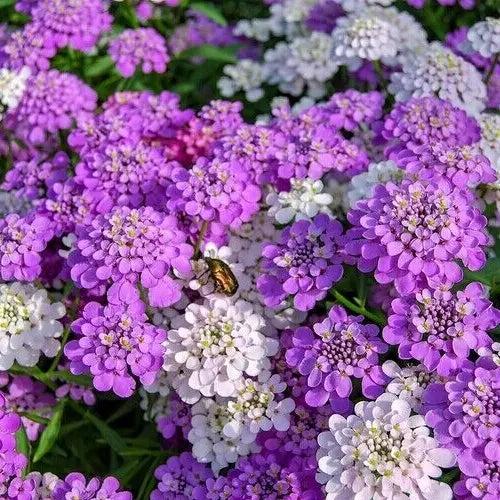 Candy Tuft Seeds 500 Pack - Iberis umbellata Annual Mixed Pink & White Flowers for Borders & Containers