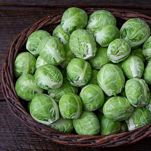 Brussels Sprouts Seeds 500+ Count - Dagan Variety - USA Grown Garden Seeds
