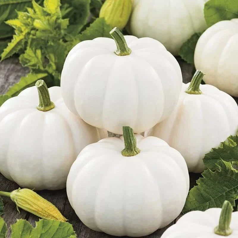 Baby Boo Pumpkin Seeds - 10 Seeds - Little White Gourds - Cucurbita pepo