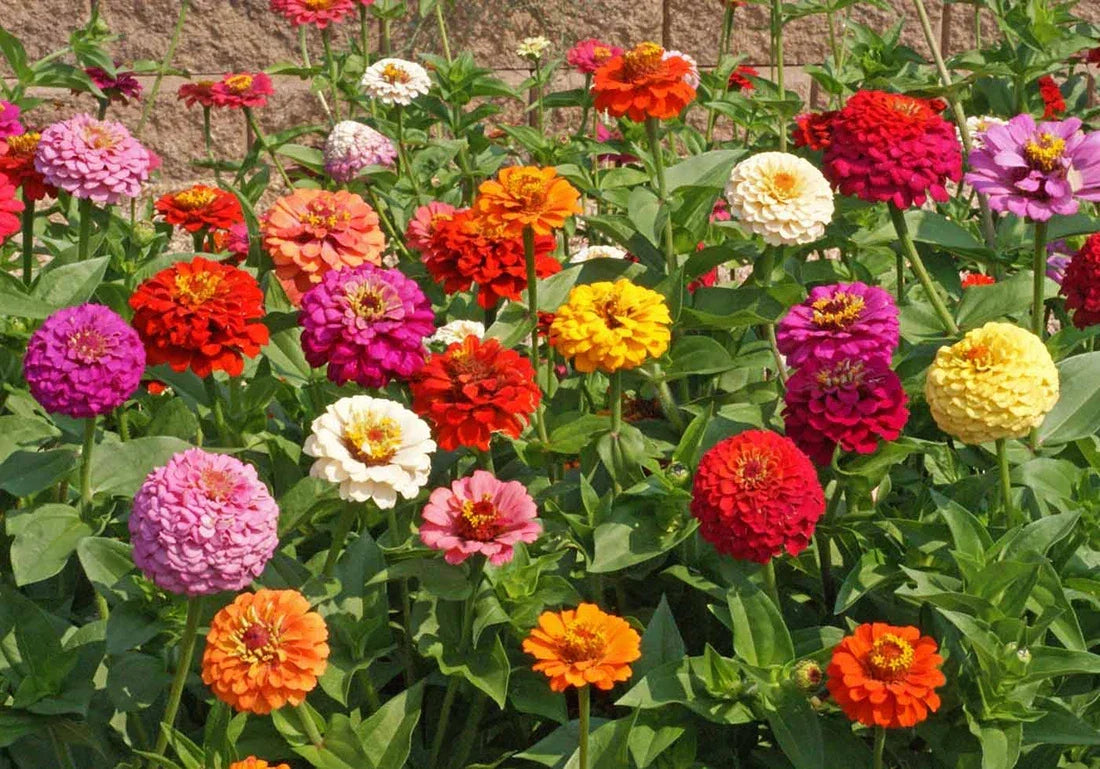 Bulk Zinnia elegans Seeds - Heirloom Pumila Mix for Butterfly Gardens, Wildflowers & Pollinators