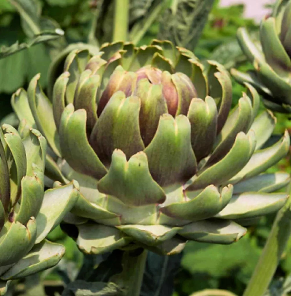 White Cardoon Seeds - Heirloom Non-GMO Garden Seeds for Culinary & Ornamental Use - Cynara cardunculus