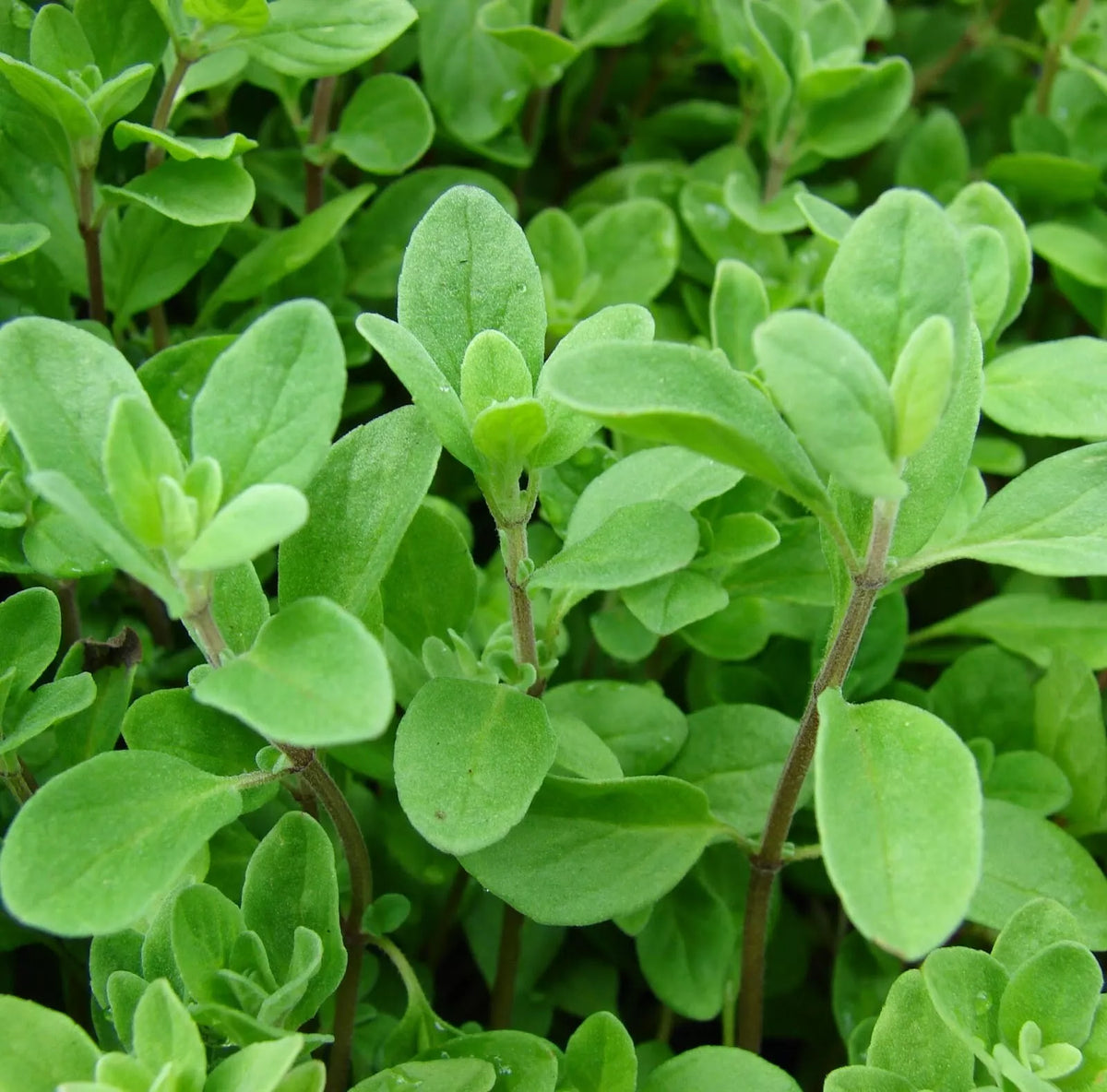 Marjoram Seeds 1000+ | Perennial Herb, Sweet Spice, Origanum majorana, Non-GMO, USA Seller, Free Shipping
