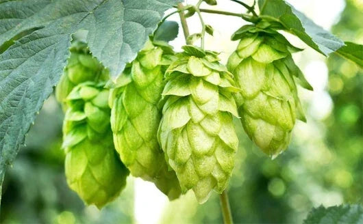 Hops Vine Cuttings 5 Pack Japanese Humulus lupulus Perennial Plant for Home Brewing & Gardening