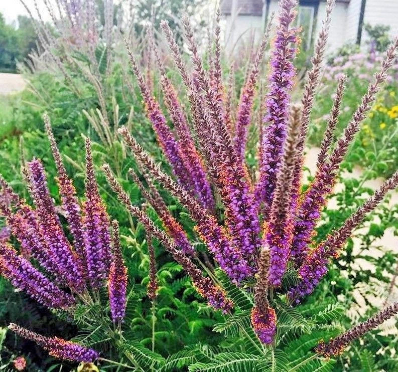 Lead Plant Seeds - 100+ Native Wildflower Seeds for Poor Soils & Drought Tolerance