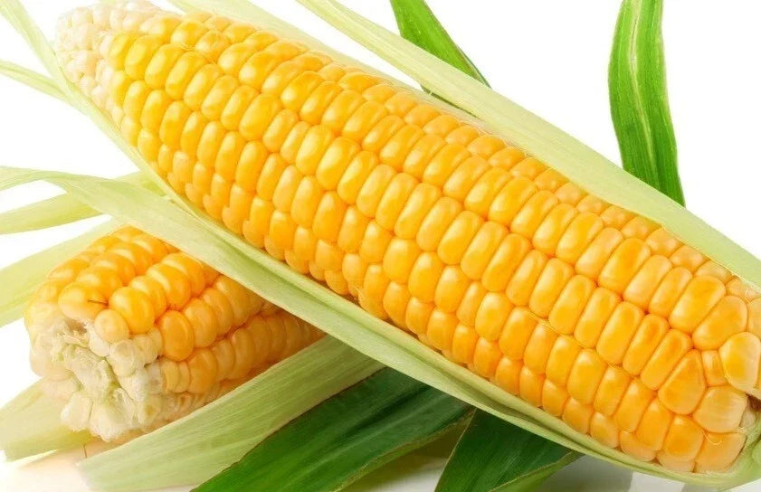 Sweet Golden Bantam Corn Seeds – Organic Non-GMO Heirloom Zea mays, 120+ Seeds for Home Garden, Delicious Golden Kernels