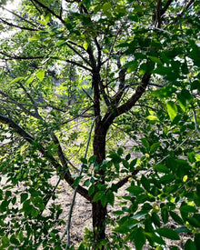 Organic Elm Tree Non-Rooted Cuttings 6" Long - 4 Count - Ulmus Americana - Grown in U.S.A.